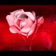 Amorf - Gupse 2020 YUKLE.mp3